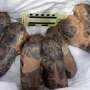 Smuggled dinosaur fossils return to Mongolia after two decades