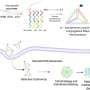 DNA tetrahedrons unlock sharper cancer targeting with vitamin E tweak