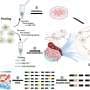 DNA 'barcodes' help researchers pinpoint gold nanoparticles that can strike cancer at its power source