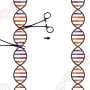 DNA 'nicks' make for safer, more precise genetic analysis
