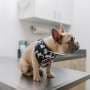 Unlocking how dogs' fungal ear infections evade treatment
