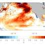 El Niño is back, and ocean temperatures are already near record highs—that can spell disaster for fish and corals