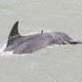 Entanglement injuries cause prolonged suffering for whales and dolphins—early intervention is crucial