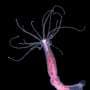 Epigenetic changes can be inherited without changing DNA in animals