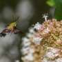 Evolutionary arms race stretches hawkmoths and flowers to extremes