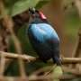 Manakins' dazzling dances may owe their origins to an ancient diet shift