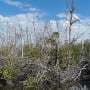 Extreme weather events are accelerating tidal wetland loss, satellite data show