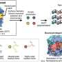 Imperfect polymer sequences still control protein function, revealing new design rules