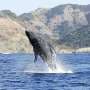 Where humpbacks gather near Tokyo's remote islands could reshape whale watching and conservation