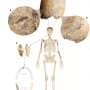 First injured Langobard woman in skeletal record reshapes view of male-only violence