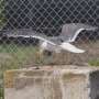 Study finds fishing bycatch does not attract lesser black-backed gulls out of wind farms