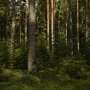 Conifers are making a comeback in Quebec's forests, study shows
