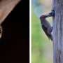 Forest gaps and deadwood boost bird and bat diversity in woodlands