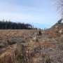 Forest resident birds avoid intensive clearcuts, acoustic monitoring shows