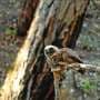 Forest restoration and spotted owl conservation can work together, study finds