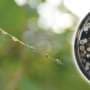 Spider webs capture hidden fungal diversity in Thai rice fields