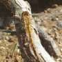 Dragonfly and damselfly migrations crisscross planet, with 100 species confirmed