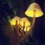 Glowing fungi expose final enzyme that could make bioluminescent tools more efficient
