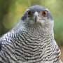 Study uses microphones to eavesdrop on the secret lives of birds