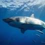 The Ghosts of the Mediterranean: What a rare great white shark sighting could reveal about a changing ocean