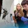 Harmonic radar tags reveal how mosquitoes move through fields and parkland