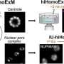 Single-step 8-9x expansion reveals nanoscale centrioles without electron microscopy