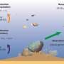 South China Sea coral reefs reveal carbon stores rivaling mangroves and seagrasses