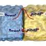 Water molecule unlocks faster interfacial polymerization by lowering energy barrier