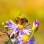 Heat waves are destroying the sex lives of bees—new research