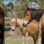 These horses are unaffected by petting in children's zoo, heart rate monitors reveal