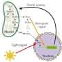 Why plant cells need heme: Hidden signal reshapes photosynthesis gene control