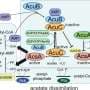 How bacteria use acetyl coenzyme as a building block in the formation of cells