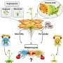How drought rewires roots, cutting iron uptake across major food crops