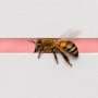 Honeybees reveal Weber's law in flight when choosing paths