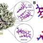 Second ribosome binding site helps explain how tetracyclines work