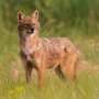 As wolves recover, golden jackals may still conquer most of Europe thanks to 'human shield'