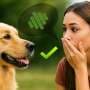 Dogs respond to human tone without words, hinting at communication older than language