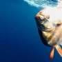 Industrial fishing has been depleting midwater fish for decades, new study finds