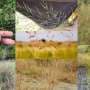 Integrating citizen science with experimental data uncovers how switchgrass adapts flowering by region