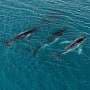 Intrepid tails—fluke photos confirm humpback whales mount 14,000 km open ocean crossing to breeding grounds