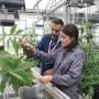 Is organic farming the solution to enhance natural drought resilience in crops?