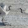 Crane pair dances follow hidden rules, with performances revealing partner-driven timing