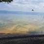 Heat-surviving cyanobacteria switch to respiration when photosynthesis falters, 48-hour test reveals