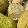 Biomaterial made from jackfruit latex is a promising treatment for periodontitis