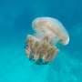 Researchers develop a new anti-jellyfish floating buoy