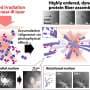 Laser beam builds cell-like protein networks without chemical modification