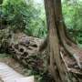 Life after death: From burned trees to bleached corals, how dead organisms live on as the building blocks of new life