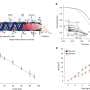 Quantum friction causes light to slow down nanoworld movements