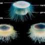 Tiny sea creature Porpita porpita may live adrift at sea for years longer than previously thought