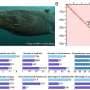 Greenland shark genome reveals clues to 400-year lifespan